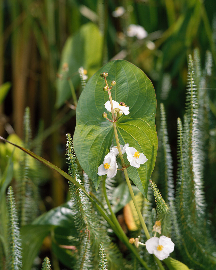 Sagittaria latifolia, Hippuris