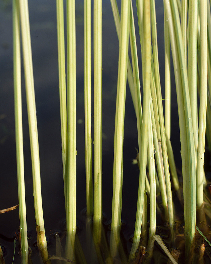 Scirpus lacustris 'Albescens'