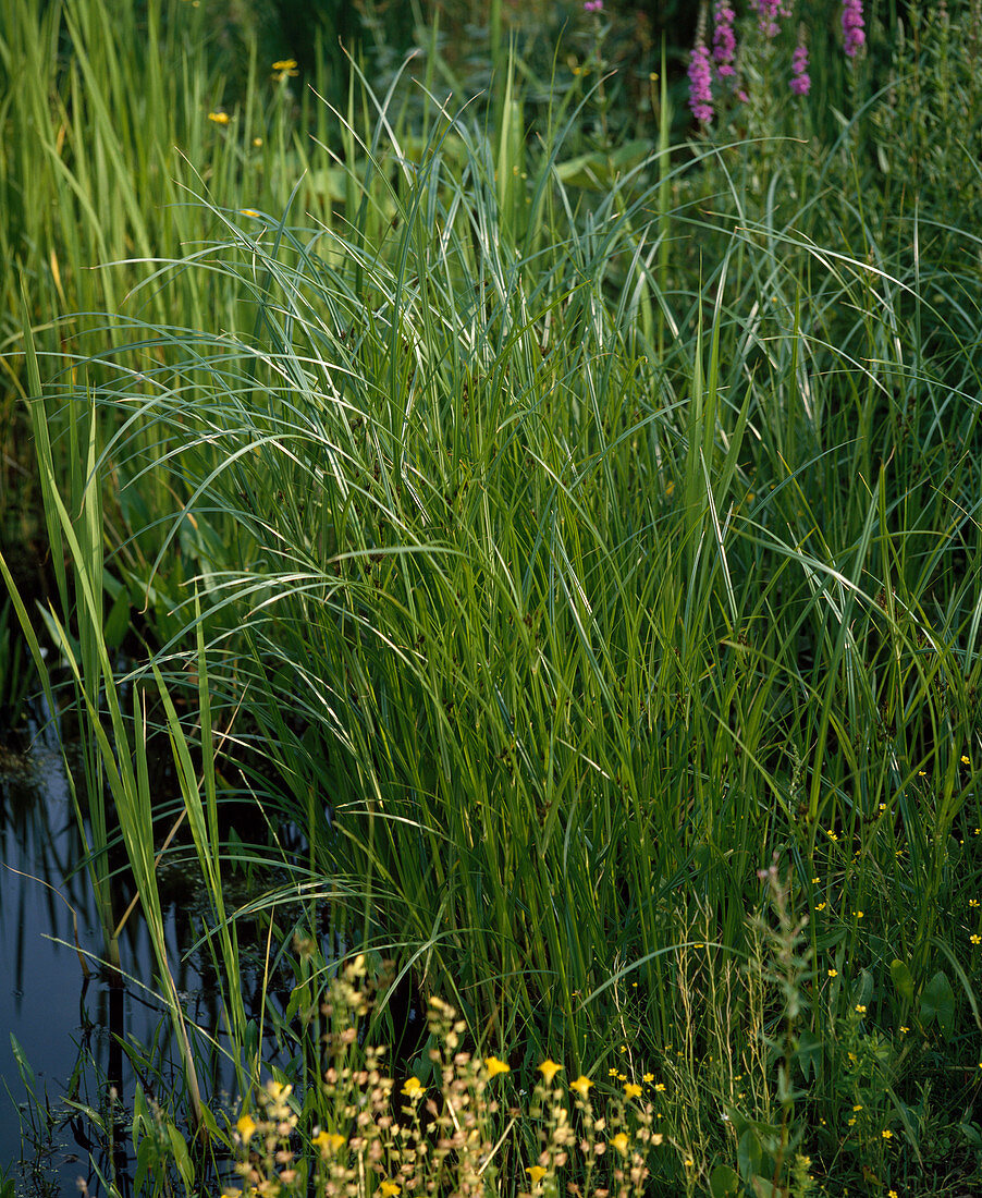 Cyperus longus