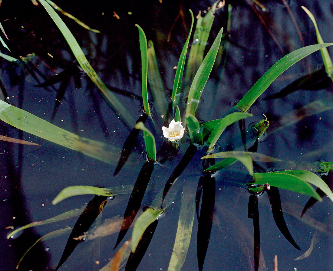 Stratiotes aloides