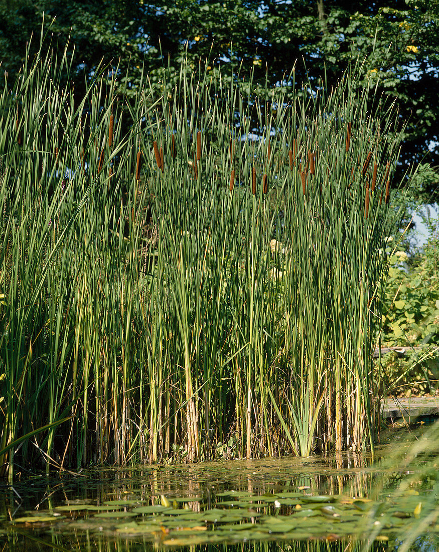 Typha angustifolia