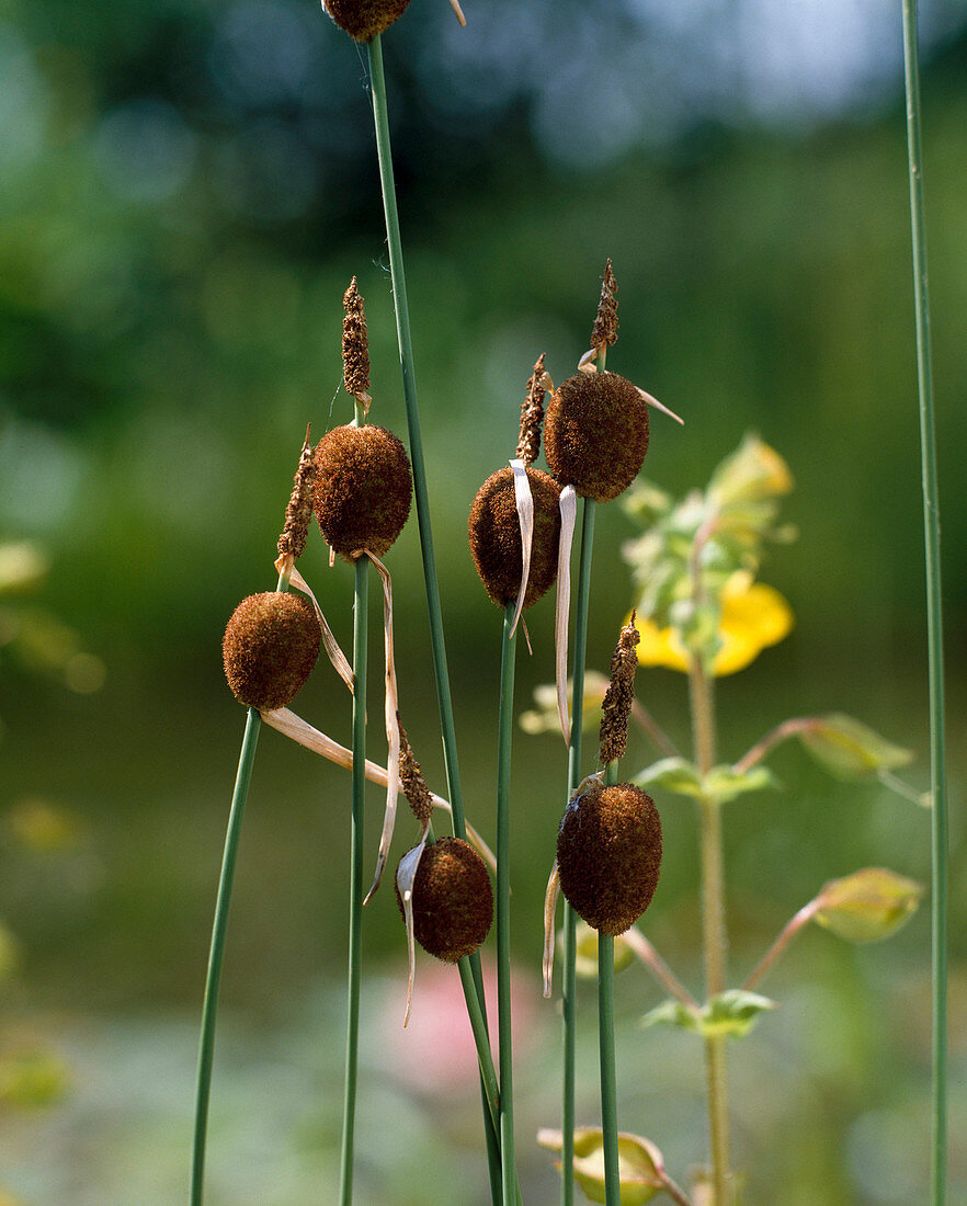 Typha Minima