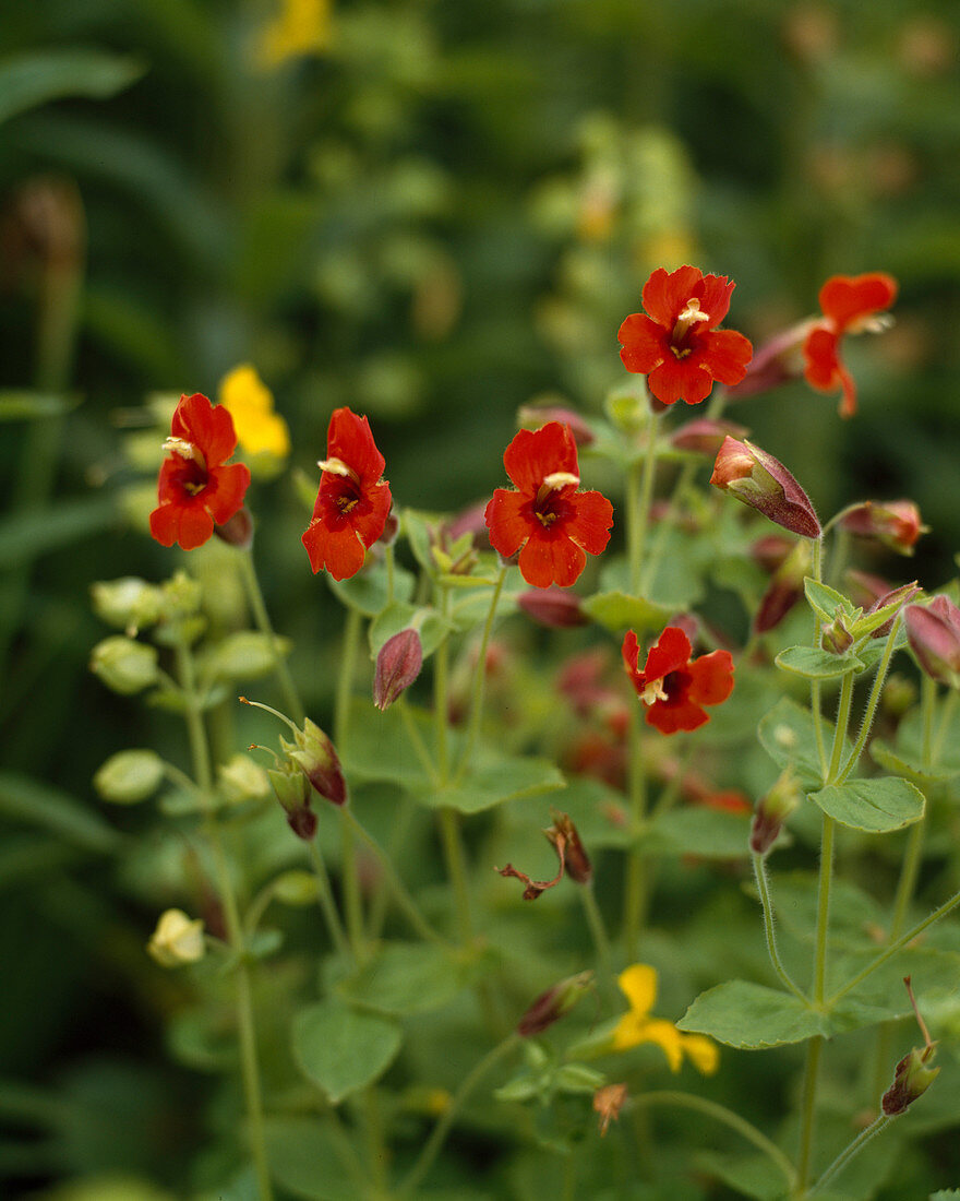 Mimulus primuloides