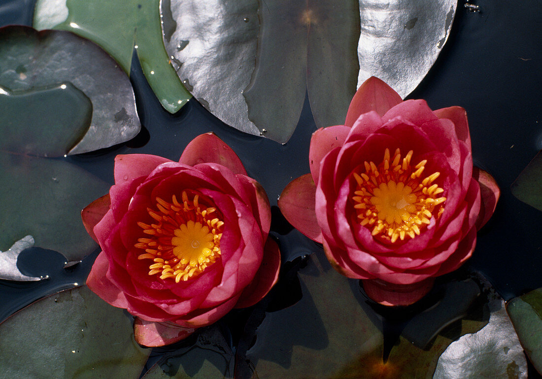 Nymphaea 'James Brydon'