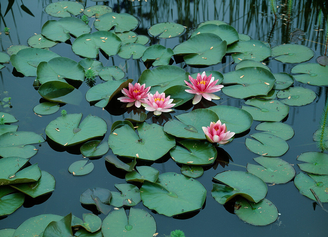 Nymphaea hybr. 'Massaniello'