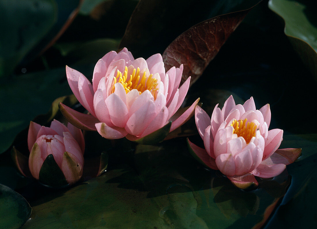 Nymphaea caroliniana 'Perfecta'