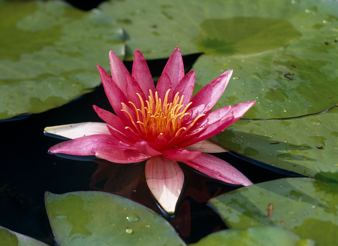 Nymphaea 'Newton'