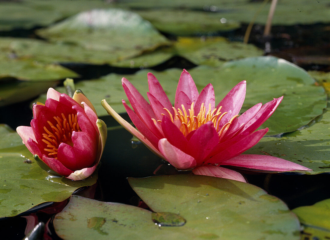 Nymphaea 'Newton'