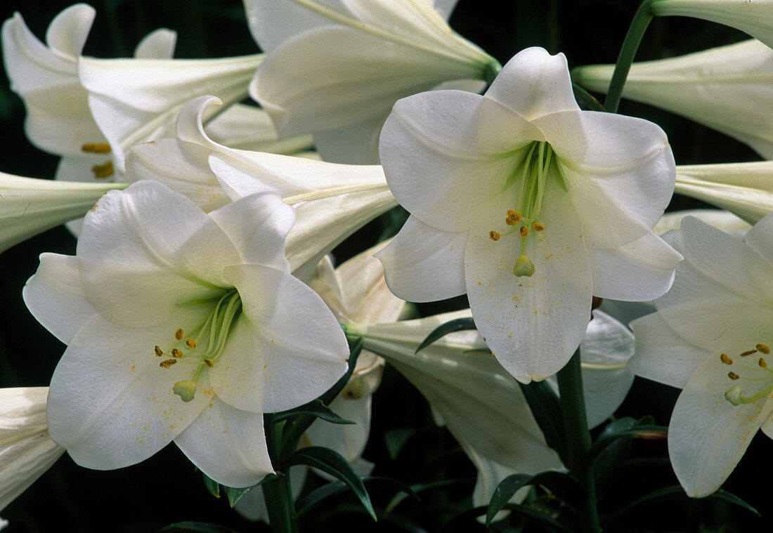 Lilium longiflorum (Trumpet lily)