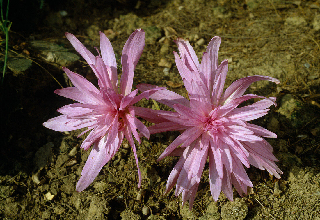 Colchicum-Hybride