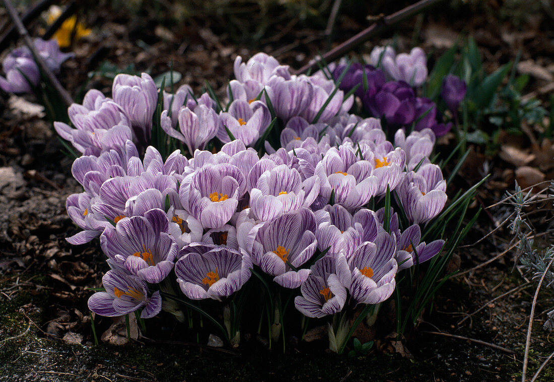 Crocus vernus-Hybride