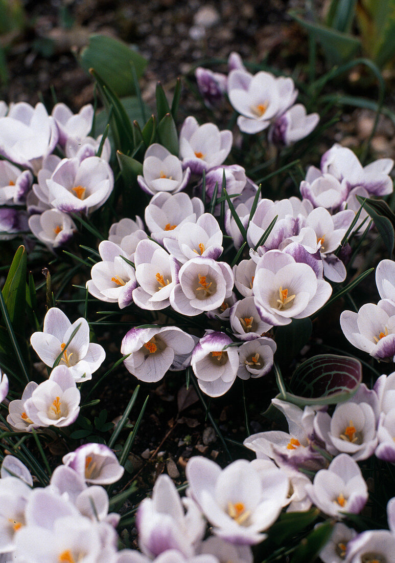 Crocus chrysanthus 'Prins Claus' Snow Crocus