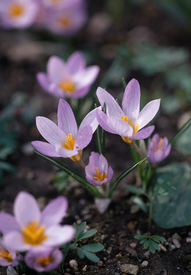 Crocus sieberi var. atticus