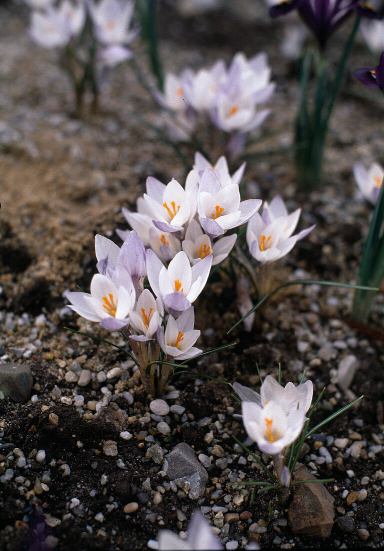 Crocus Biflorus