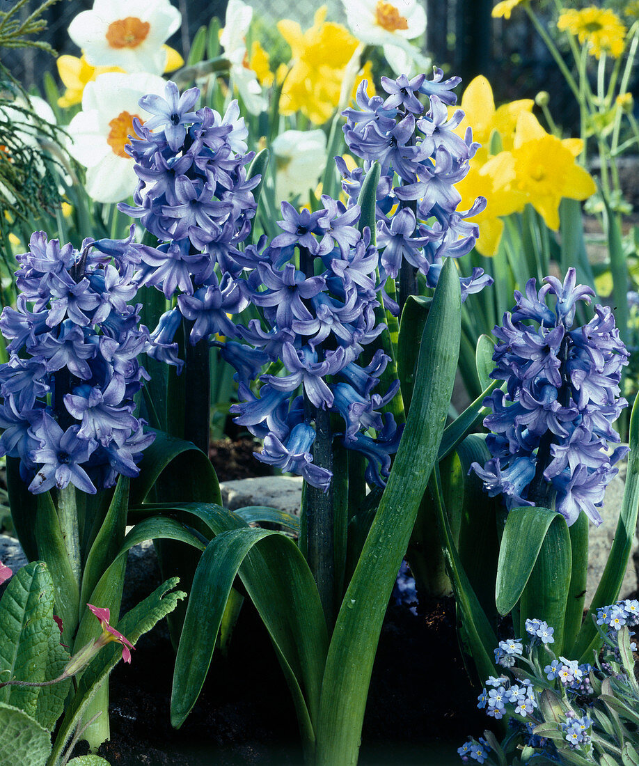 Hyacinth