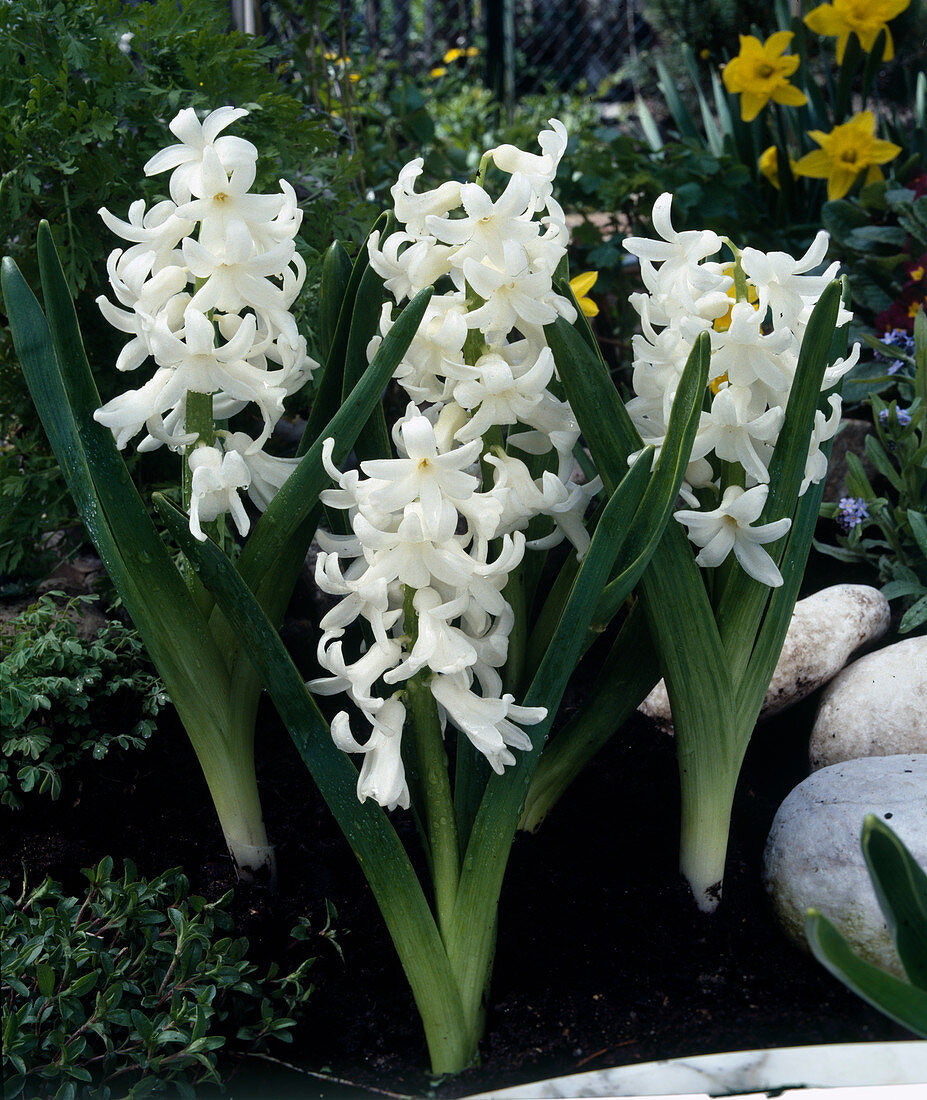 Hyacinth