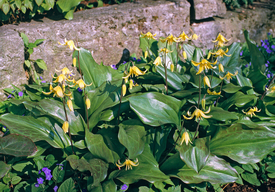 Erythronium 'Pagoda' (Dogtooth) in front of wall