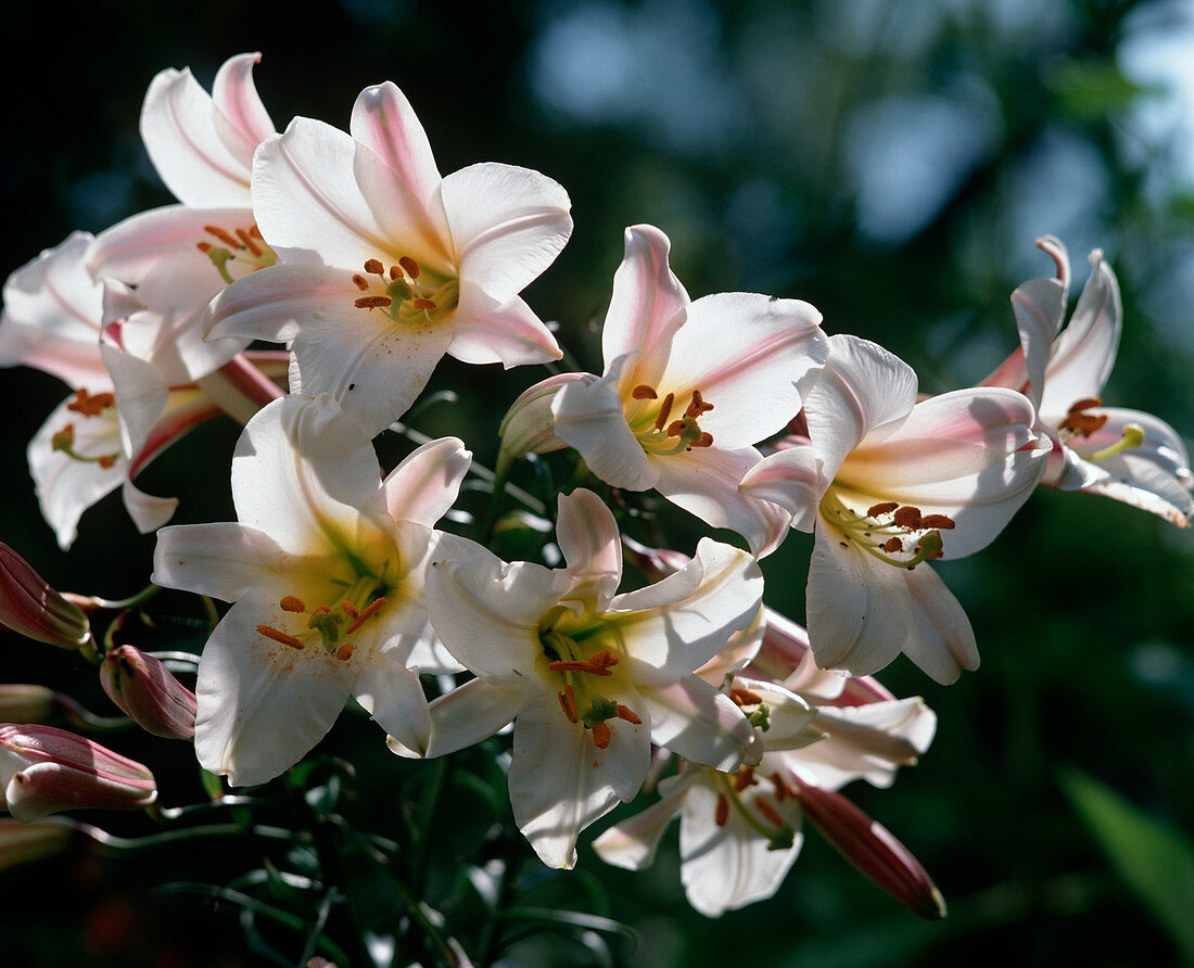 Lilium shelves