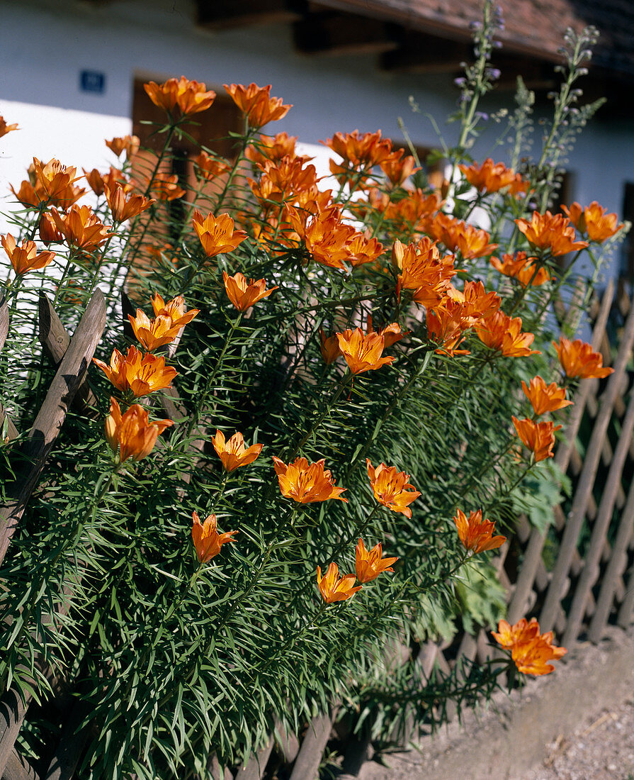 Lilium bulbiferum