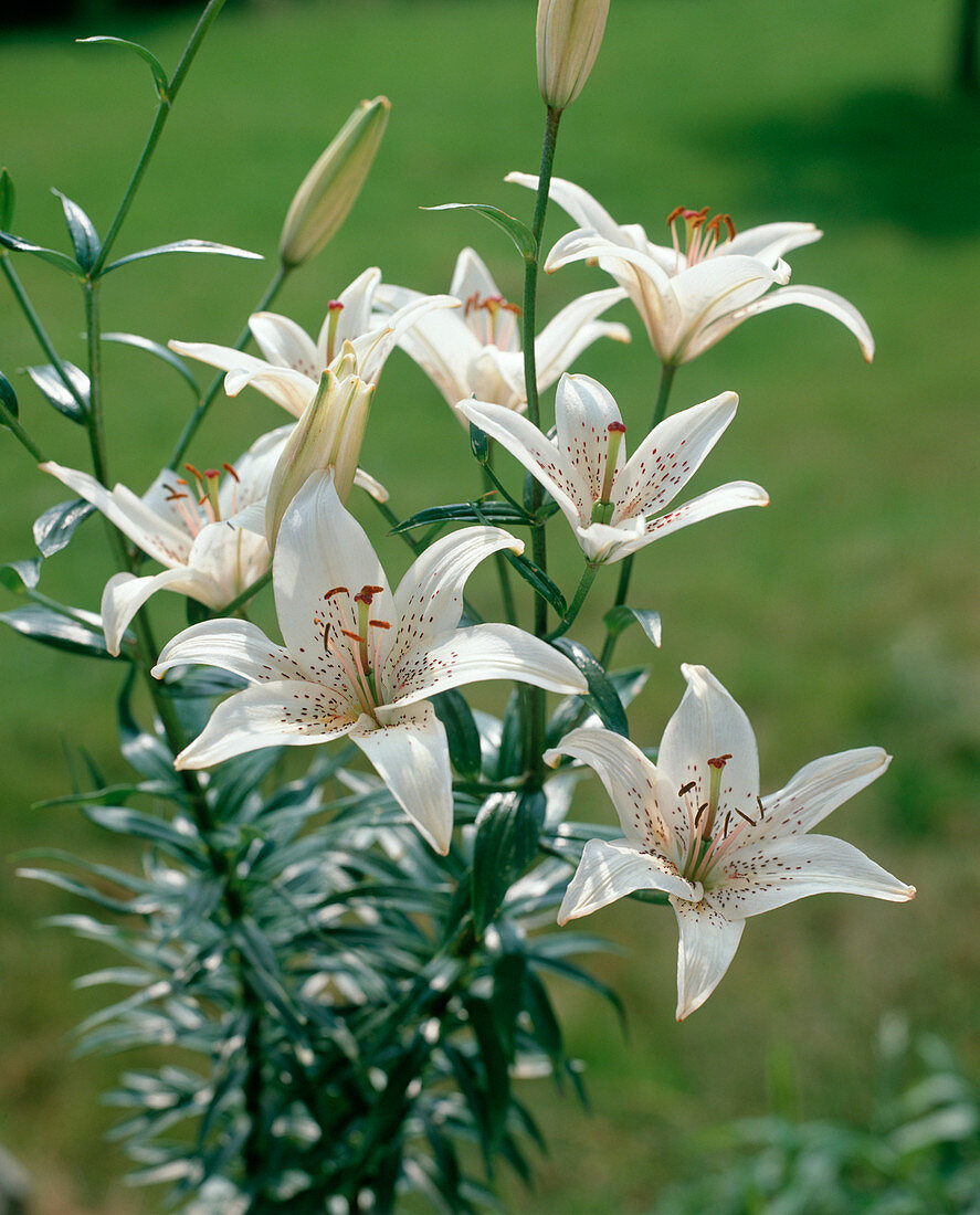 Lilium