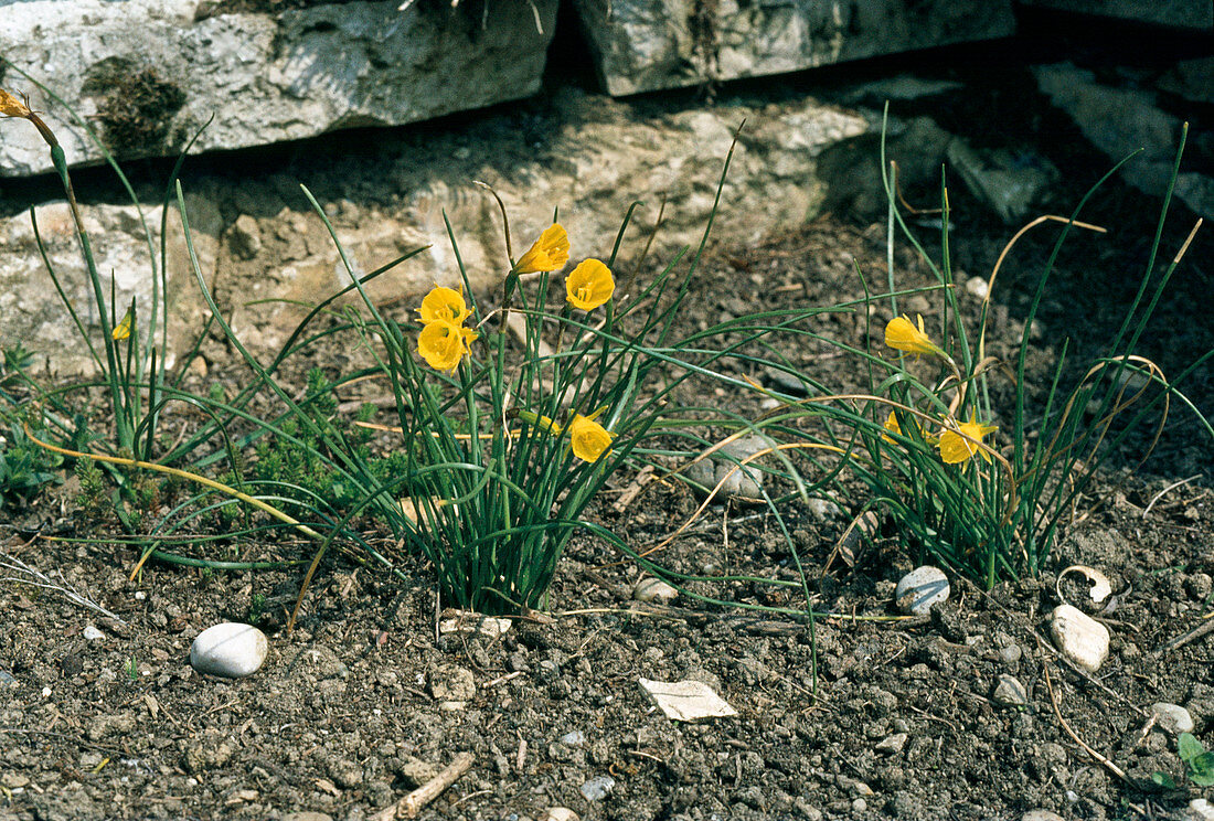 Narcissus bulbocodium