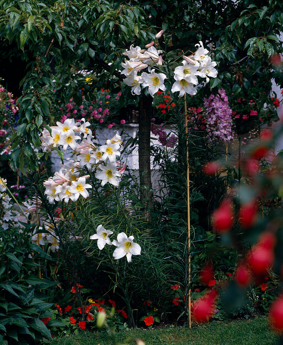 Lilium regale