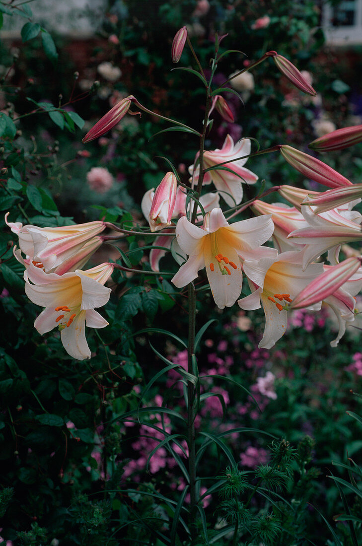 Lilium regale