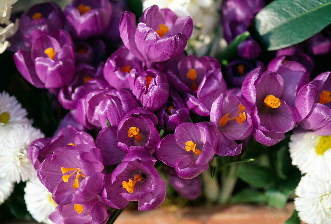 Crocus vernus 'Remenbrance' (Crocuses)