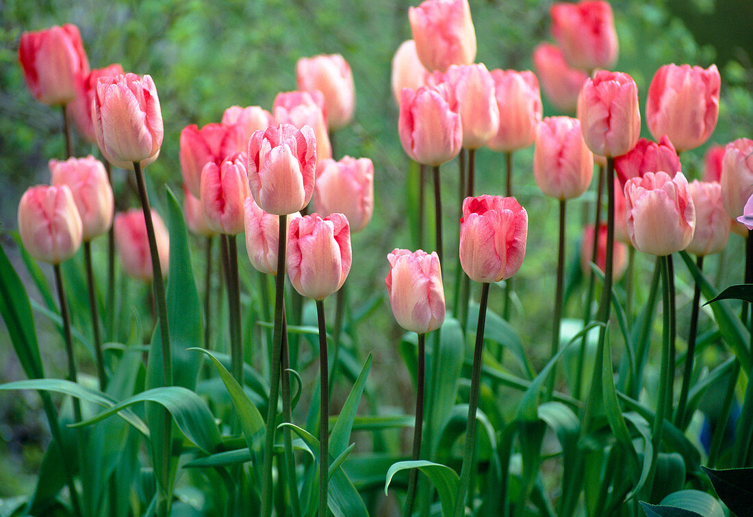 Tulip 'Gander's Rhapsody'