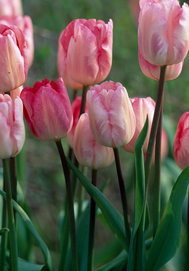 Tulipa 'Gander's Rhapsody'