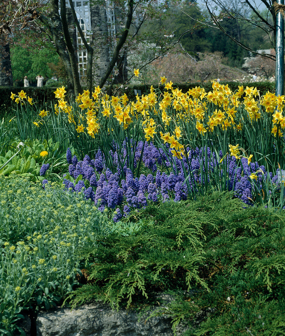 Daffodil 'Jezebel', Narcissus