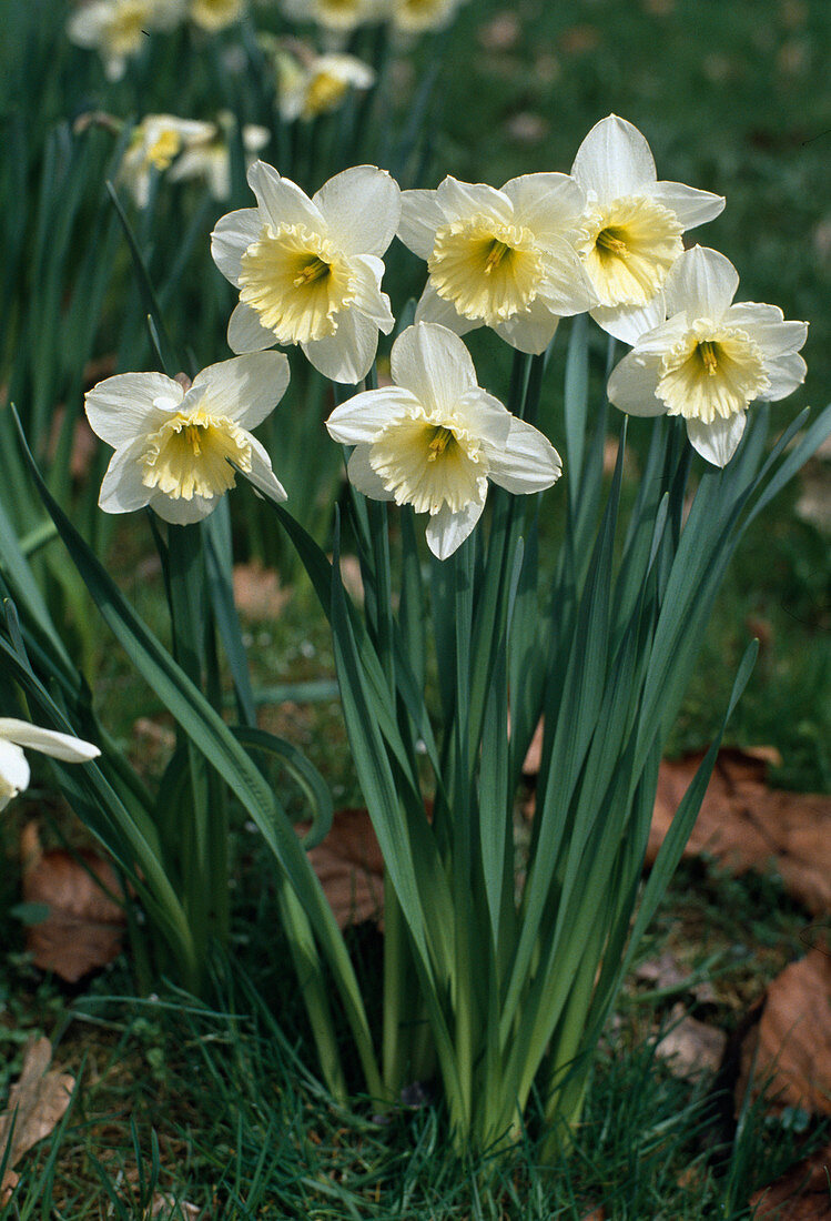 Narcissus-Hybride