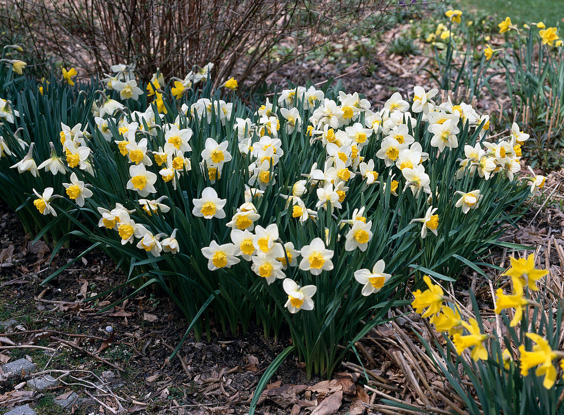 Large-flowered narcissus