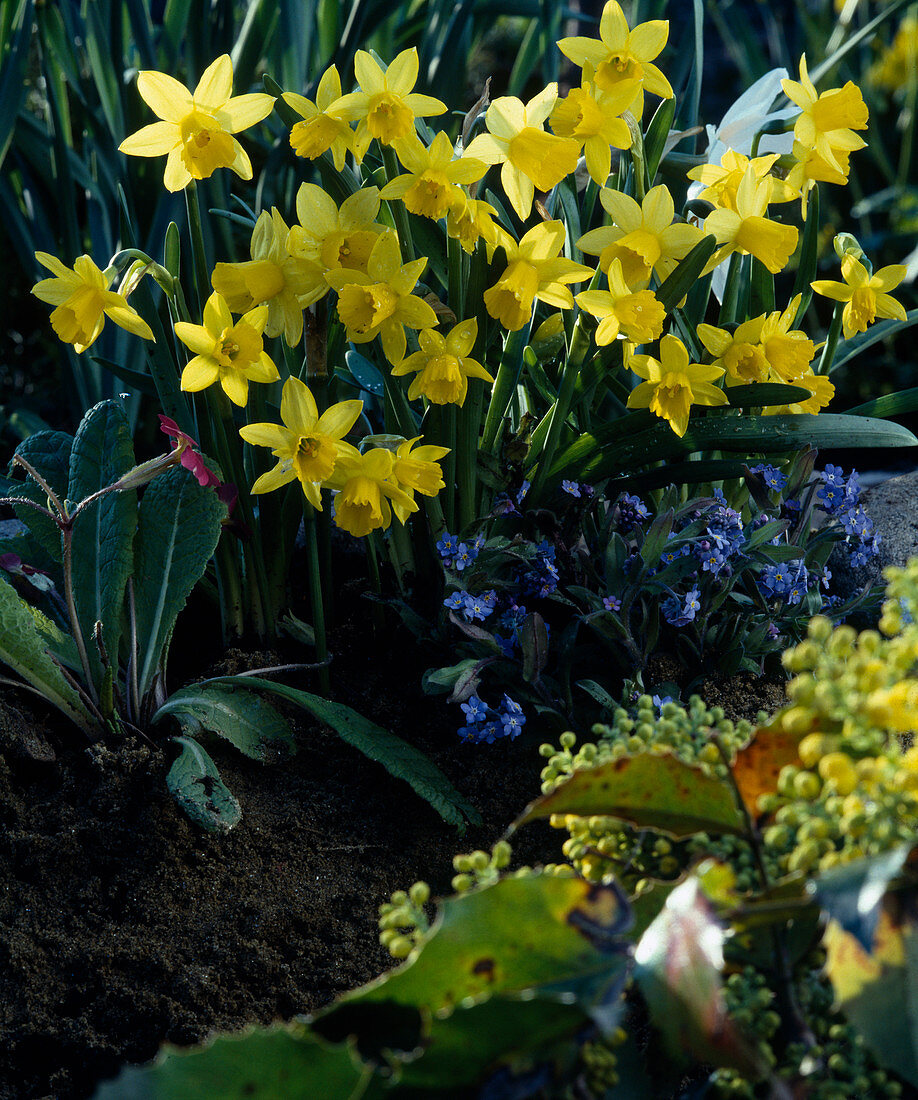 Narcissus cyclamineus