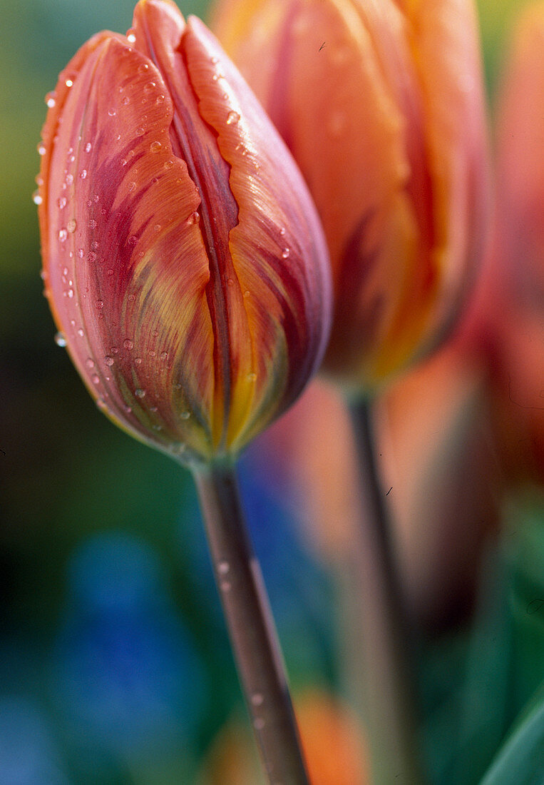 Tulipa hybr. 'Princess Irene' (yellow)