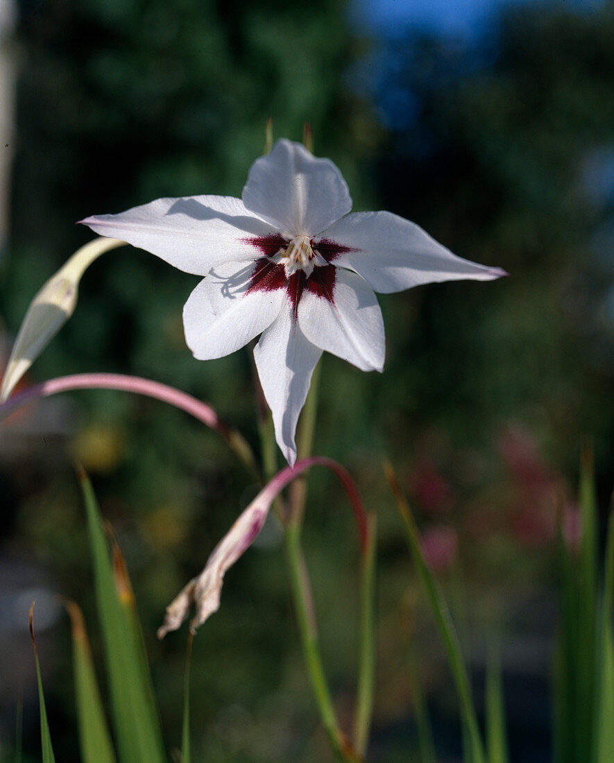 Acidanthera bicolor цветы фото и описание