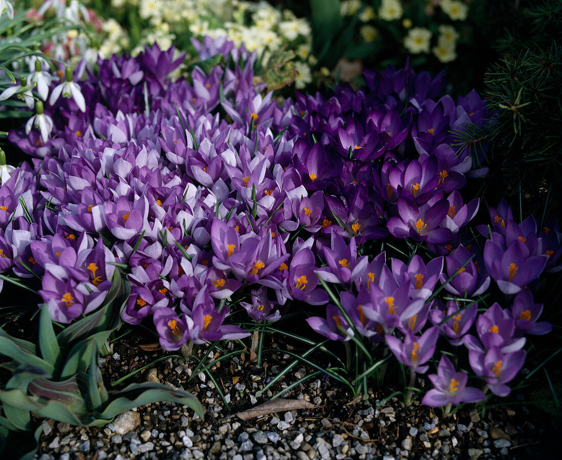 Crocus Tommasinianus 'Haarlem Gem'