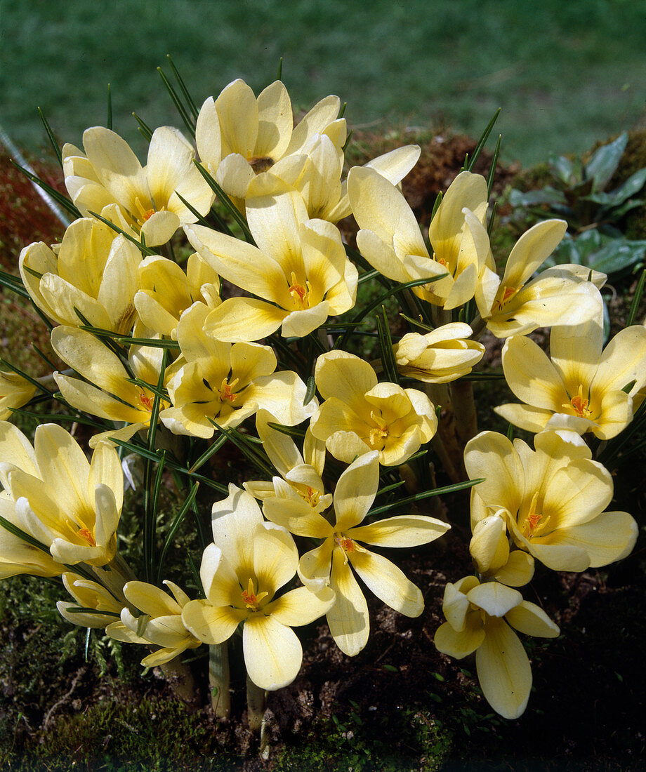 Crocus chrysanthus