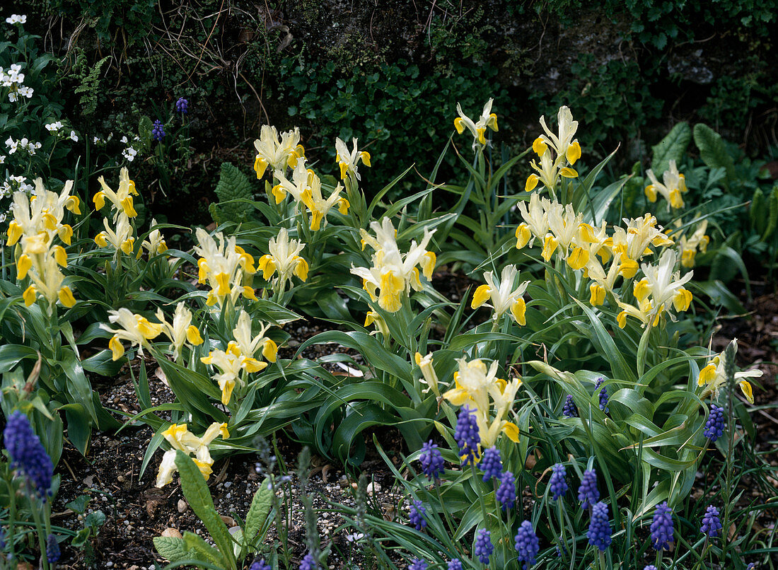 Iris bucharica