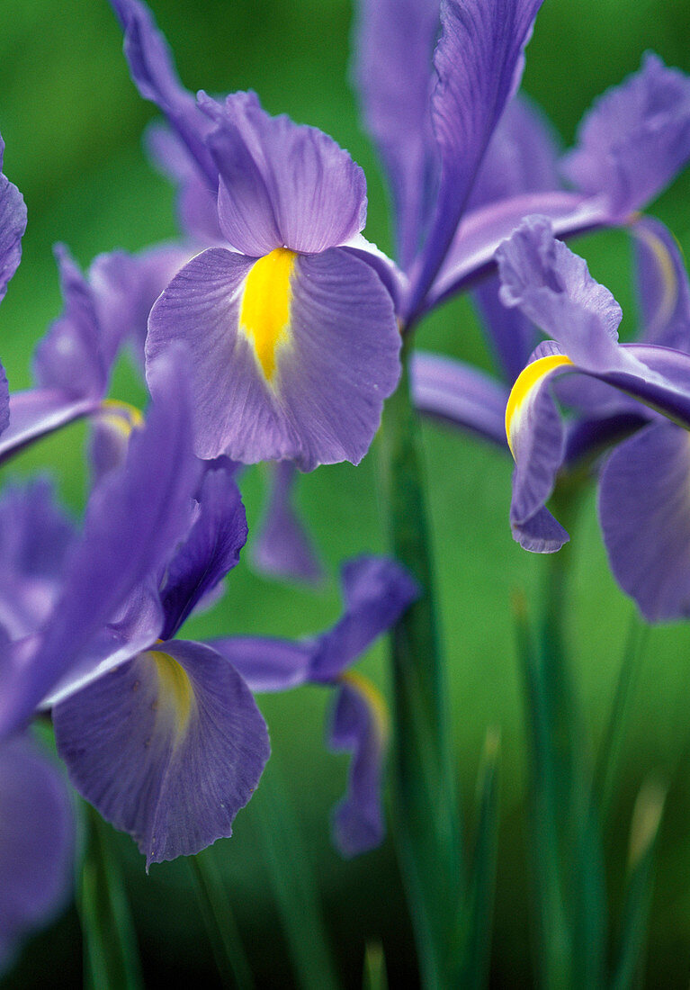 Iris hollandica