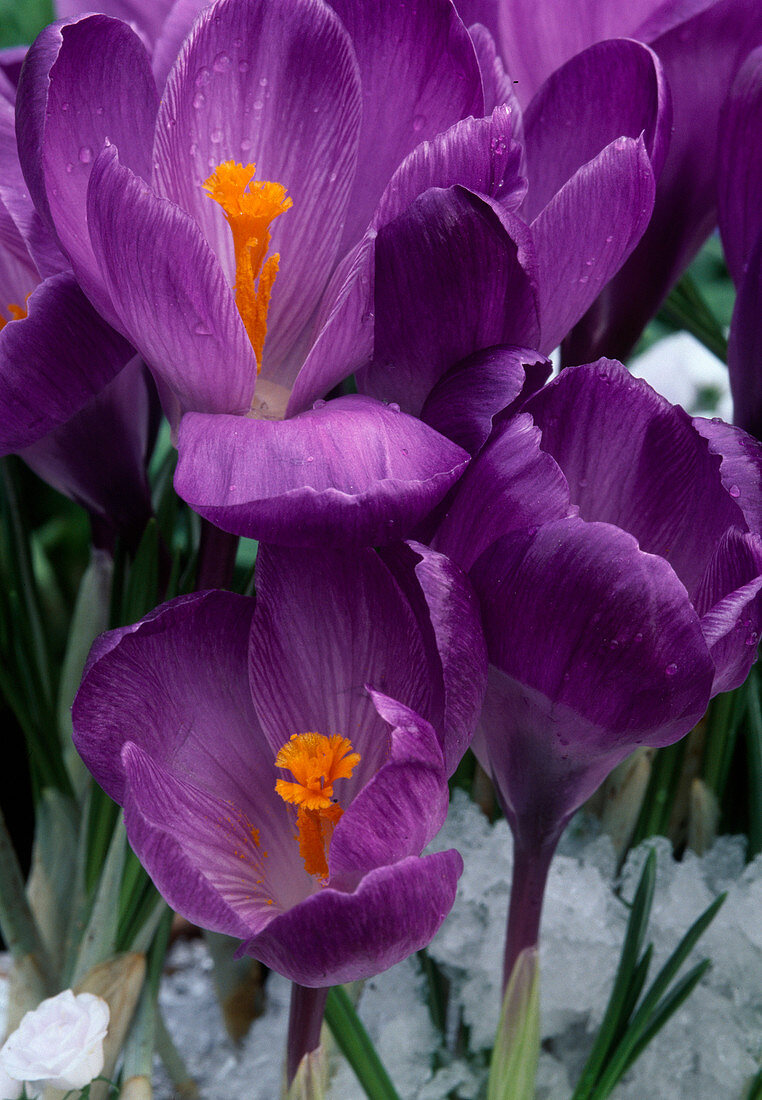 Crocus vernus