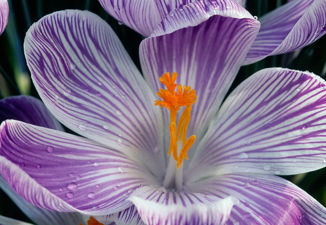 Crocus vernus 'Ladykiller' Crocus