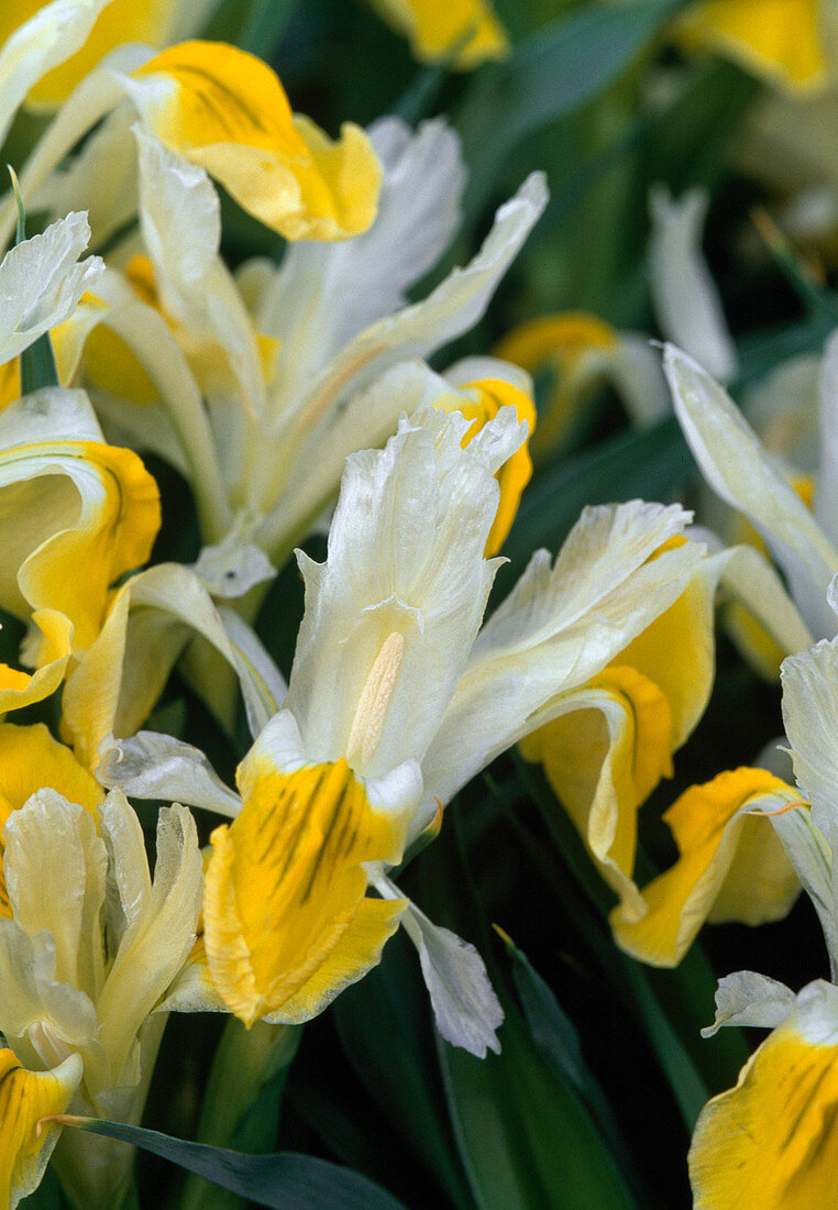 Bukhara iris (Iris bucharica)