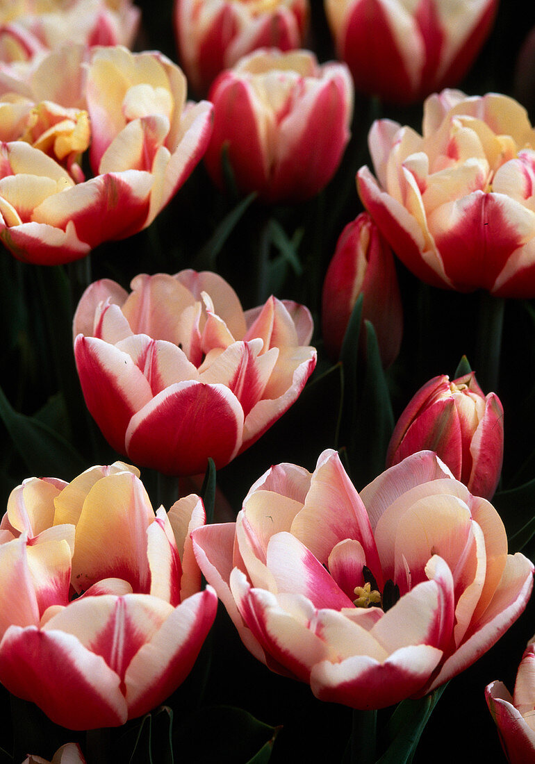 Tulipa 'Wirosa'