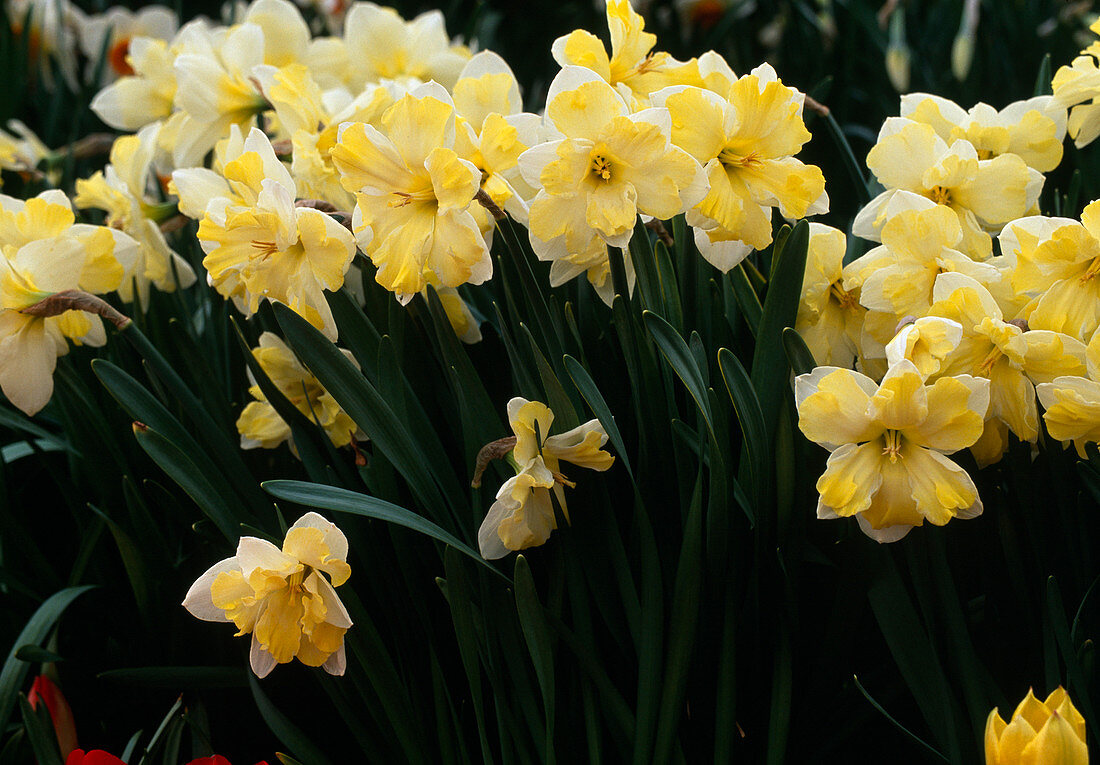 Narcissus 'Cassata'