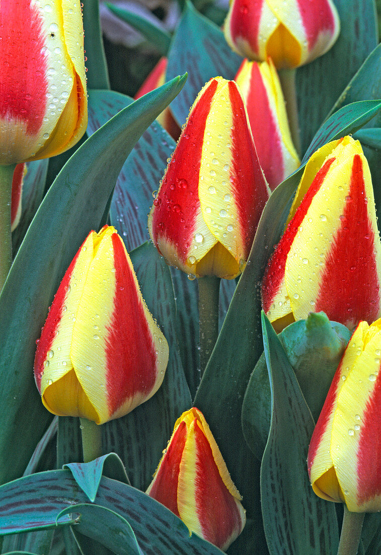 Tulipa Kaufmanniana 'Glück' (Botanische Tulpen)