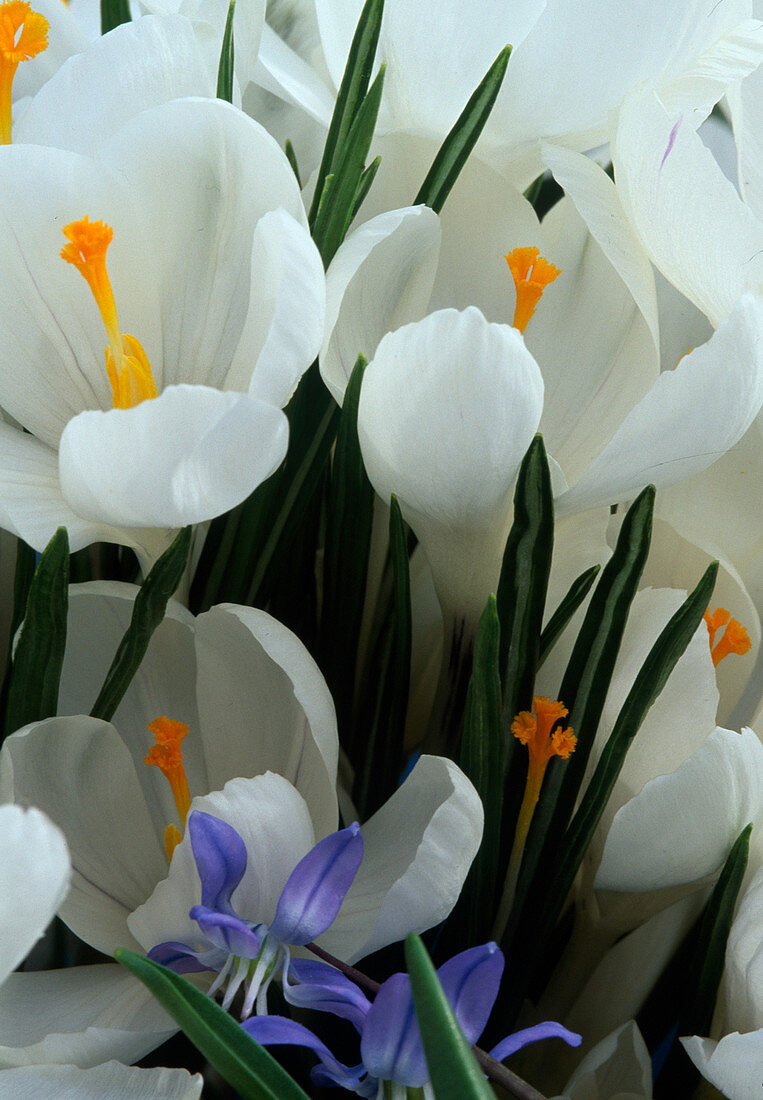 Crocus vernus