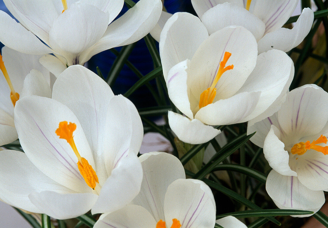 Crocus vernus