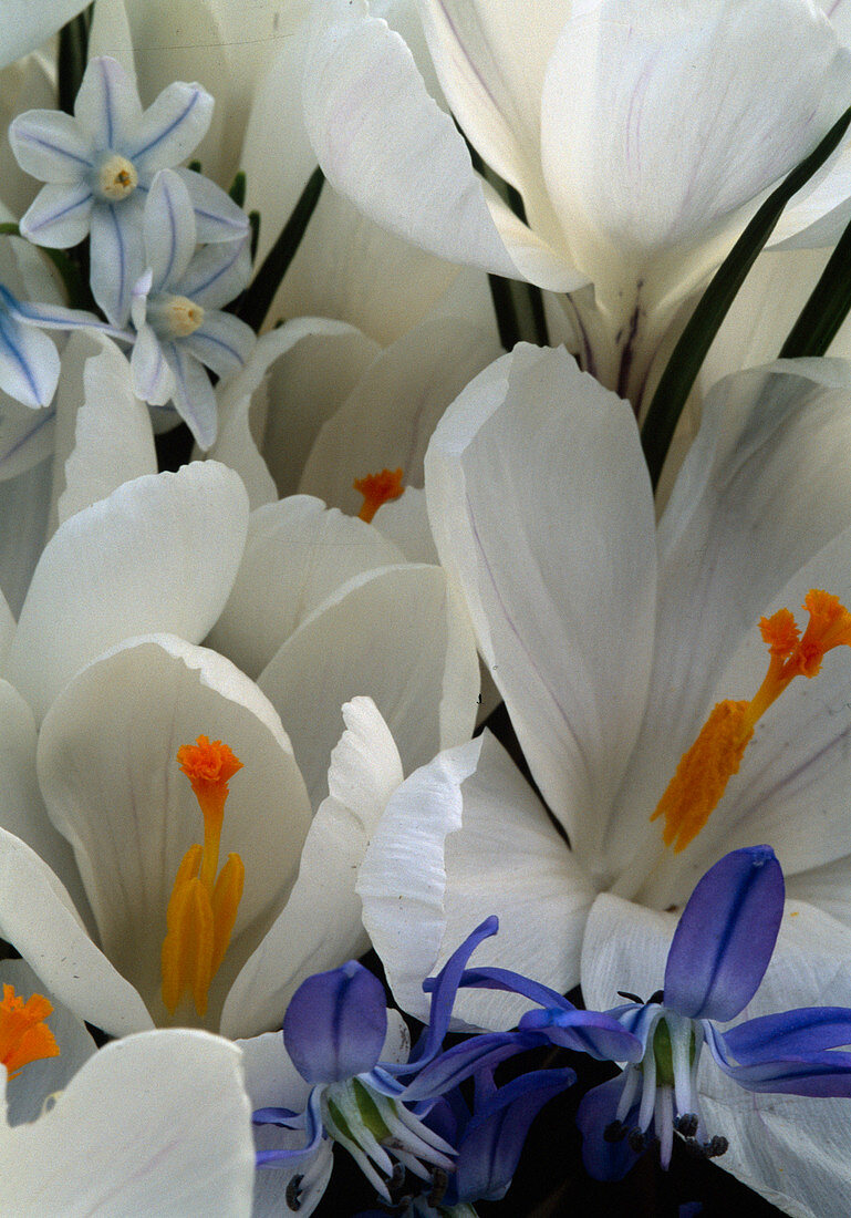 Crocus vernus