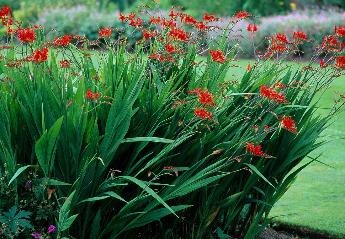 Crocosmia-Hybride